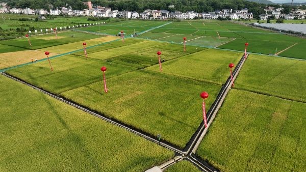 湘东区现代化制种基地，数智赋能让“赣鄱粮仓”更有底气！