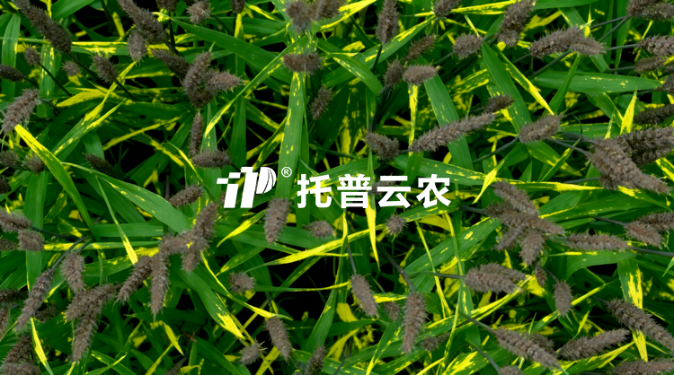 无人车移动式解决方案：田间作物全生育期表型精准监测与解析