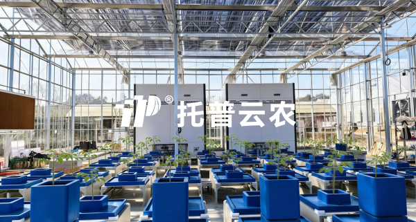 经典案例丨以AI解码植物表型，海角官网首页登录入口赋能科研与生产双场景实践