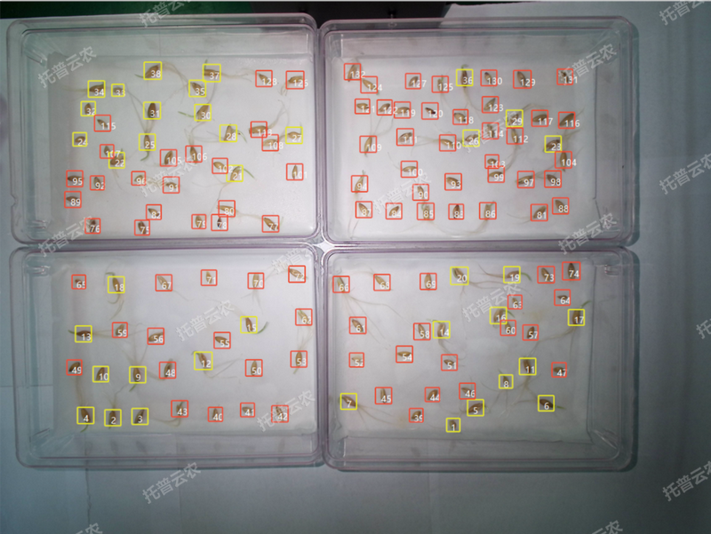 发芽率识别-高通量植物环境调控+高通量海角社区下载智能萌发鉴定系统.png